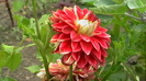 IMGA0410