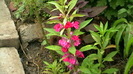 IMGA0417