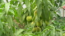 IMGA0420