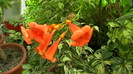 IMGA0437