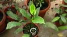 IMGA0443