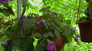 IMGA0445