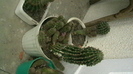 IMGA0457