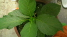 IMGA0461