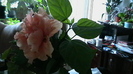 IMGA0624