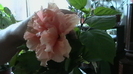 IMGA0626