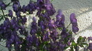 IMGA0937