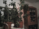 Fotografii-0003_1