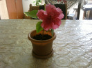 Fotografii-0018