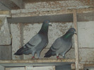 4 martie 2012 038