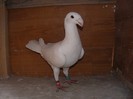 F 2010