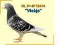 Porumbelul `Dolle` al lui Marijn van Geel este foarte înrudit ca sânge cu un alt porumbel foarte bun