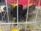 poze expo iasi 2012 03 068
