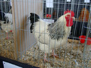 DSC09685