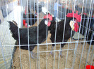 DSC09690
