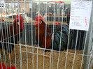 DSC09700