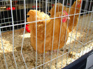 DSC09703