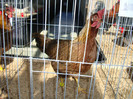 DSC09707