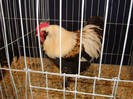 DSC09724