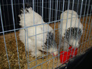 DSC09730