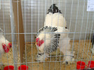 DSC09731