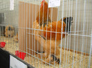 DSC09738