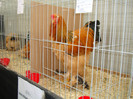 DSC09739