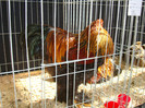DSC09742
