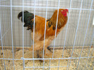 DSC09750