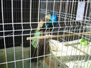 DSC09755