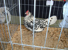 DSC09770