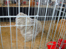 DSC09785