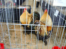 DSC09800