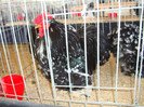 DSC09804