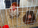 DSC09806