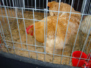 DSC09812