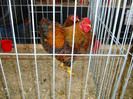 DSC09826