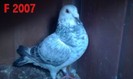 F-2007