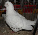 Picture 027