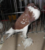 Picture 032
