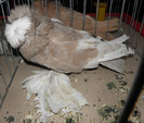 Picture 035