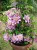 Clematis_Josephine2