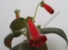 NEW - Kohleria Fenix