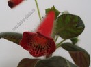 NEW - Kohleria Fenix