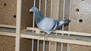 DSC03240