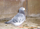 IMG_2354 M 2007