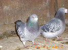 IMG_2355 PERECHE M 2007 F 2008