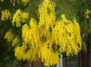mimose