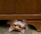 images (97)