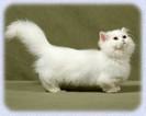pufi